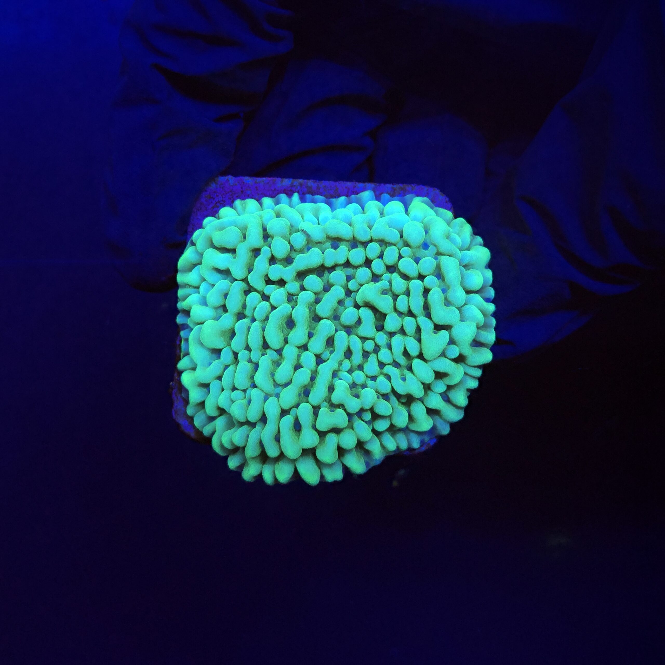 Montipora Undata Green Purple Polyps M