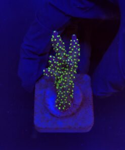 Nana Purple Neon Polyps M
