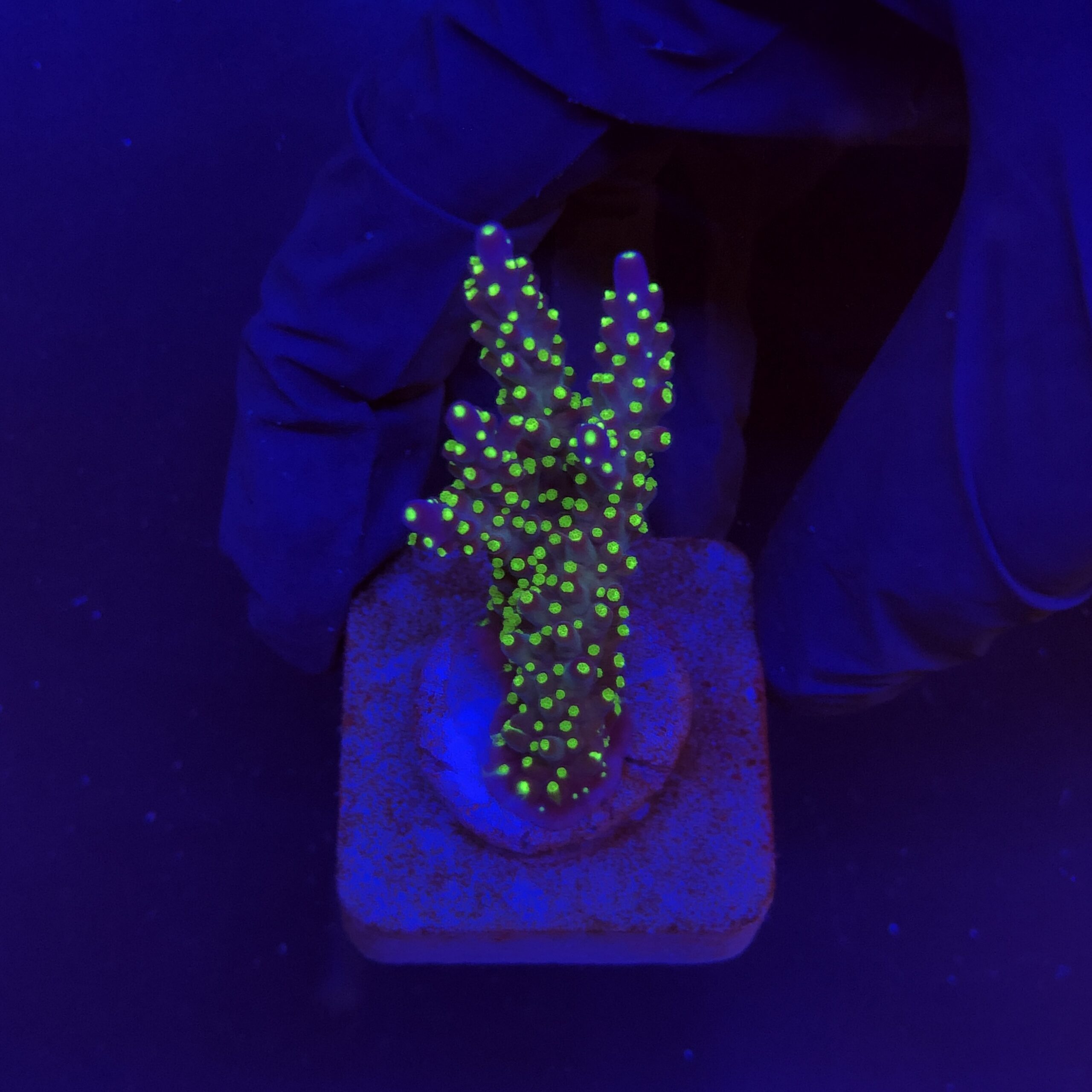 Nana Purple Neon Polyps M