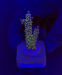 Nana Purple Neon Polyps M