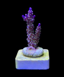 Alternative view of Nana Purple Neon Polyps M