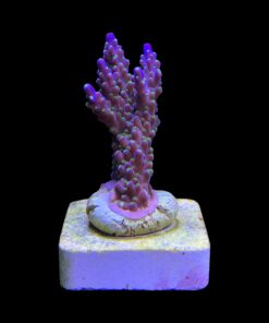 Alternative view of Nana Purple Neon Polyps M