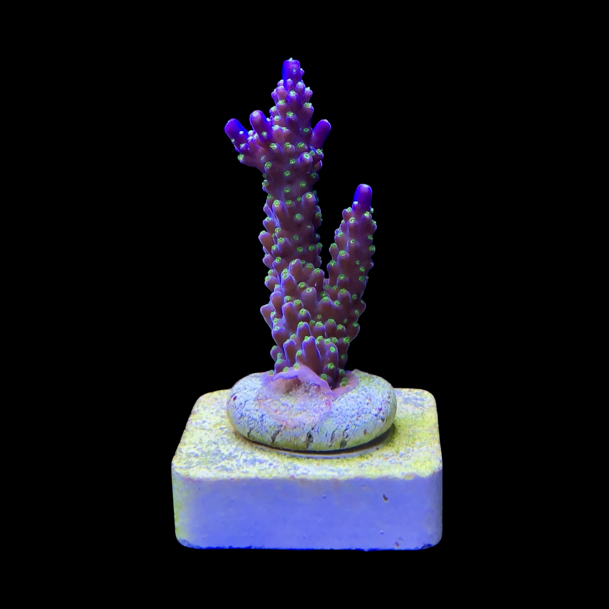Nana Purple Neon Polyps M - Imagem 2