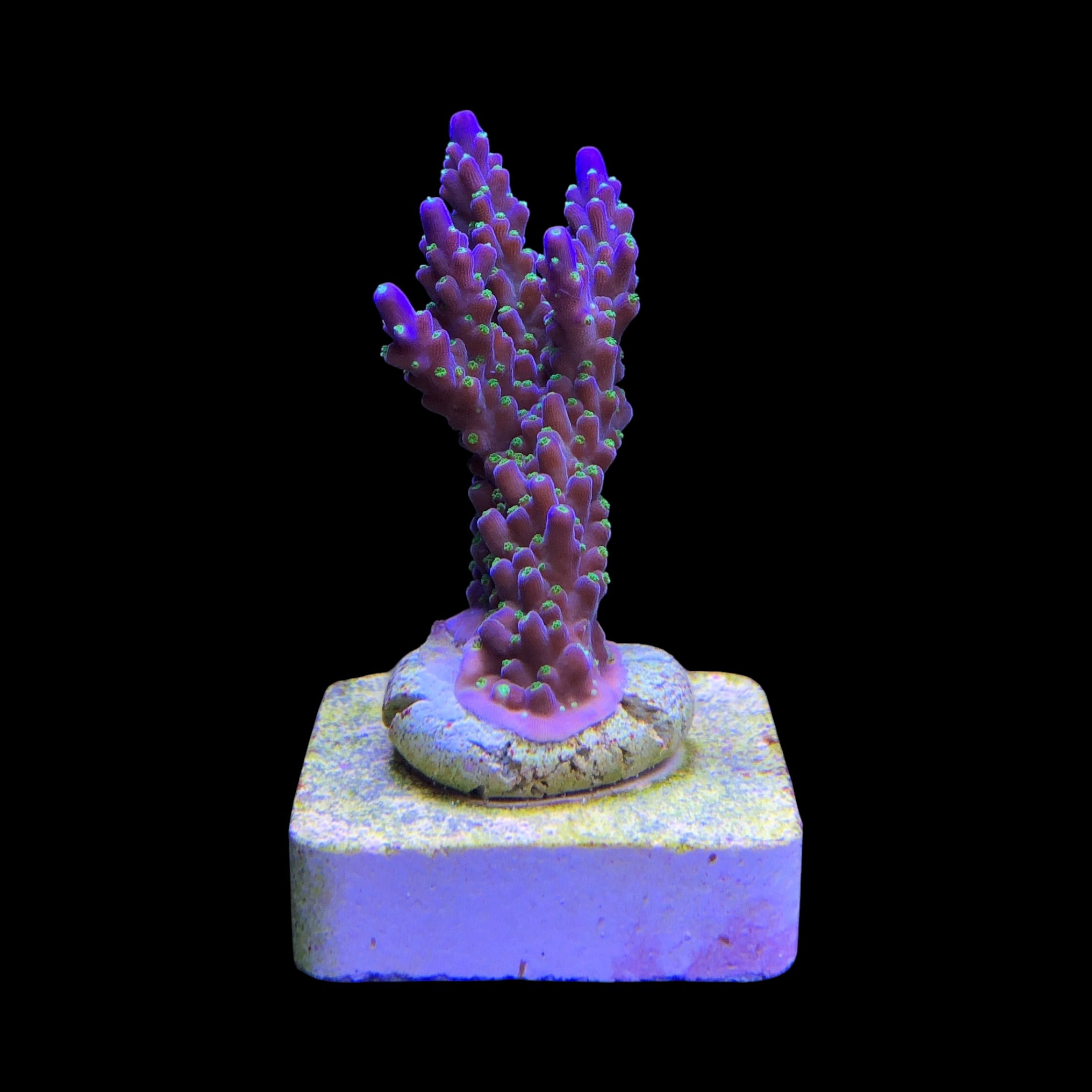 Nana Purple Neon Polyps M - Imagem 2