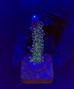 Ora Blue Green M