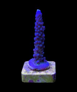 Alternative view of Ora Blue Green M