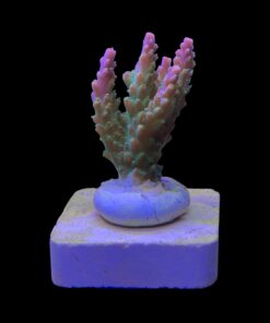 Alternative view of Paletta Pink Tips M