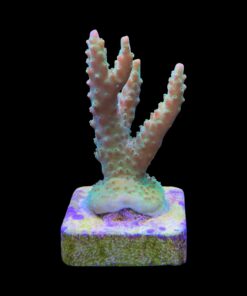Alternative view of Paletta Pink Tips M
