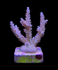 Alternative view of OR Pearlberry G