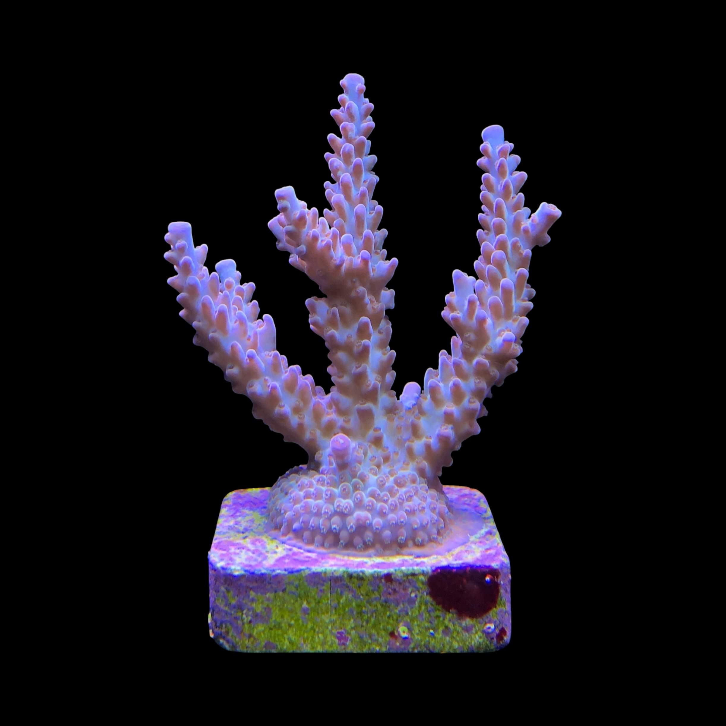 OR Pearlberry G - Imagem 2