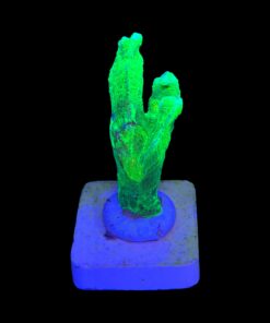 Alternative view of Pectinia Space Invader M