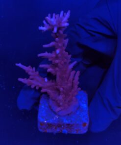 Alternative view of Pink Dragon G