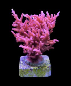 Alternative view of Pink Dragon G
