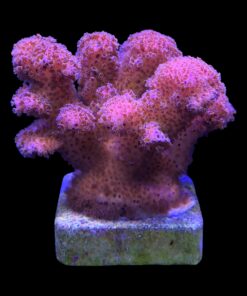Pocillopora Pink G