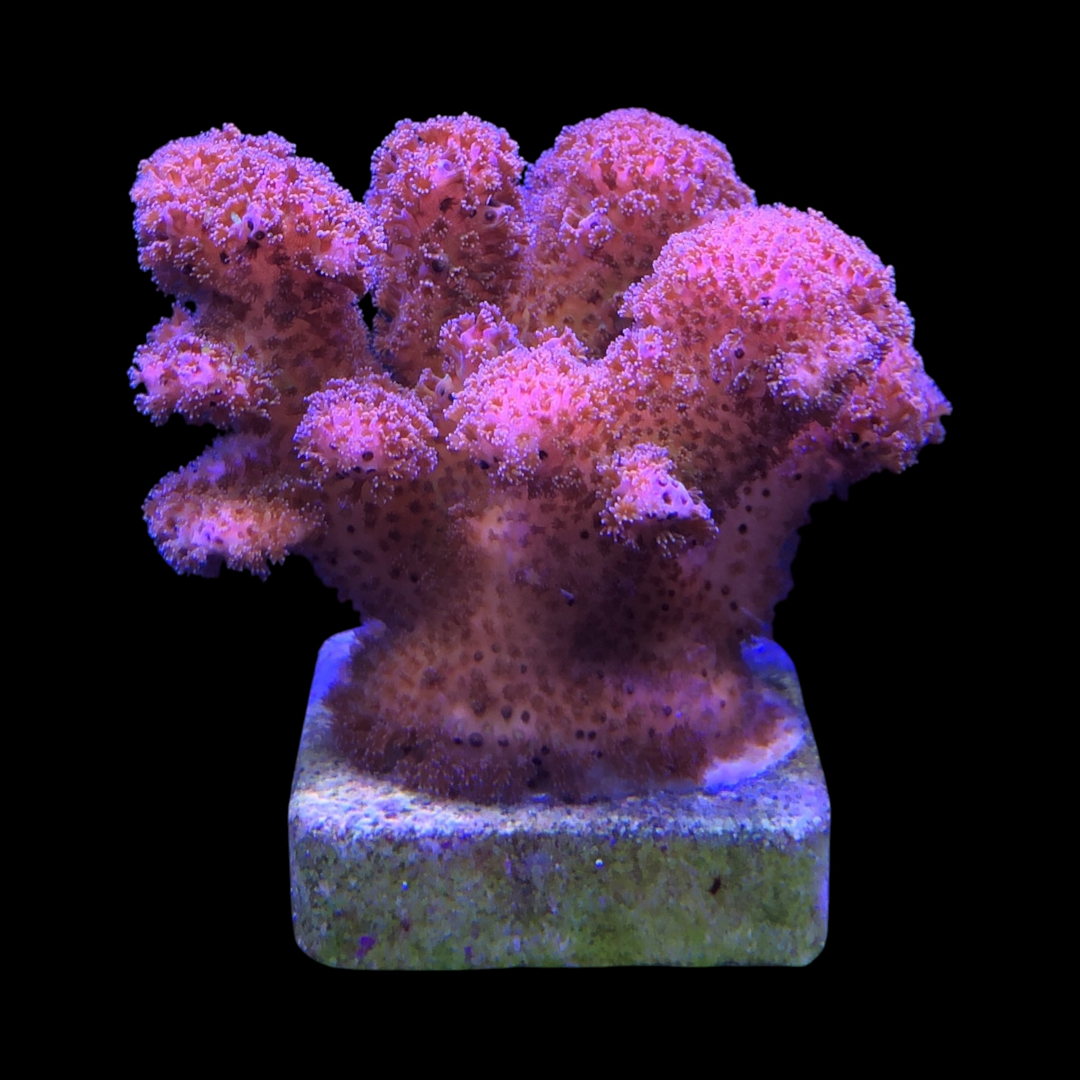 Pocillopora Pink G