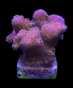 Pocillopora Pink M