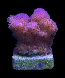 Pocillopora Pink M