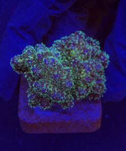 Pocillopora Purple M
