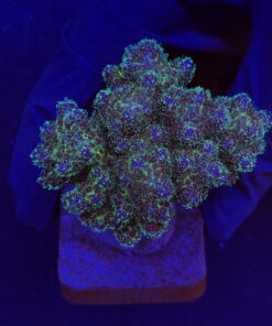 Pocillopora Purple M