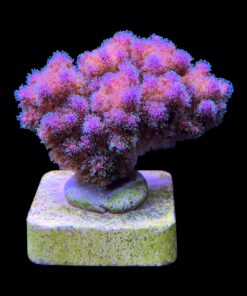 Alternative view of Pocillopora Purple M