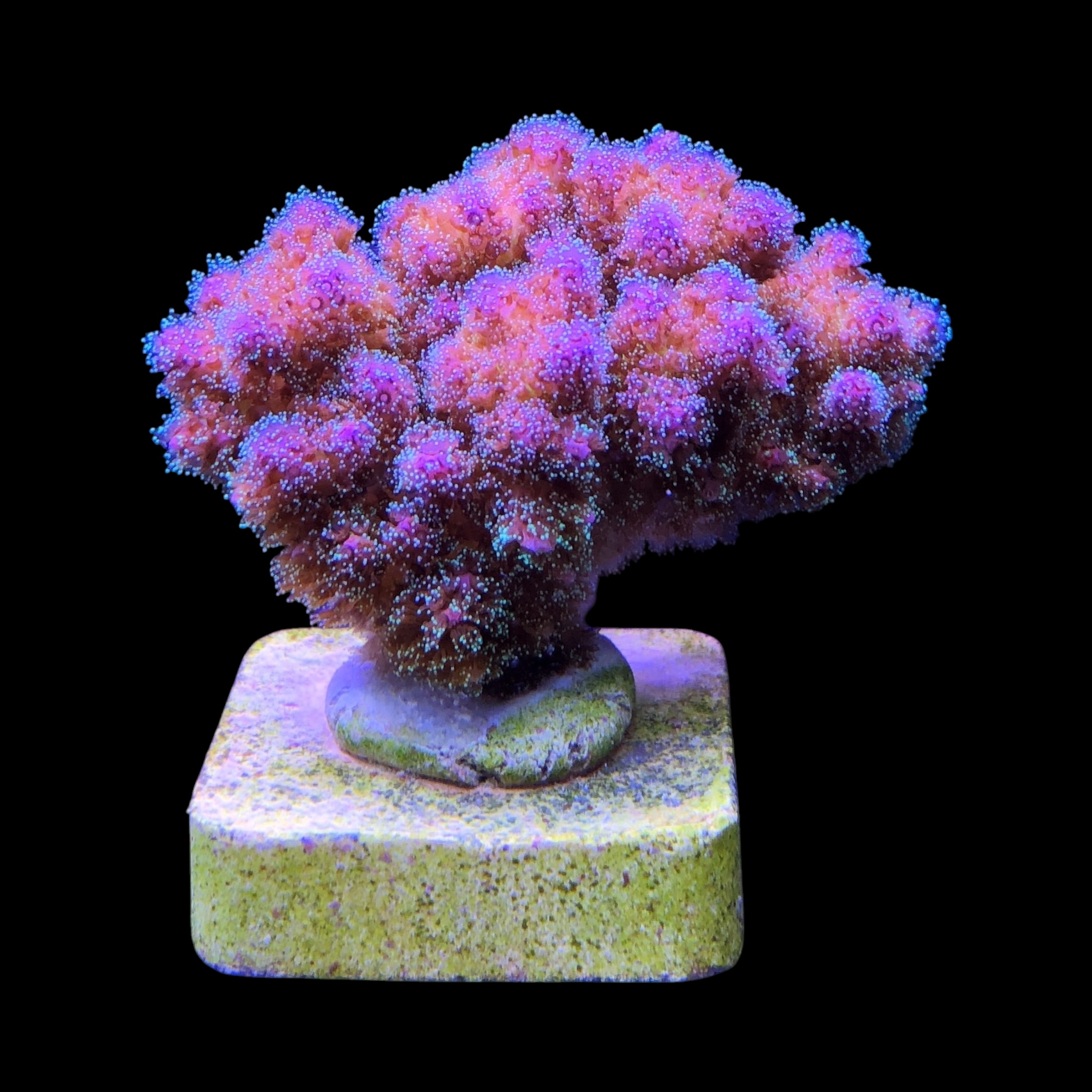 Pocillopora Purple M - Imagem 2