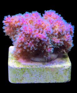 Alternative view of Pocillopora Purple M