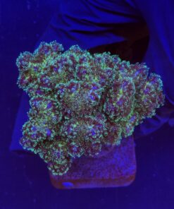 Pocillopora Purple M