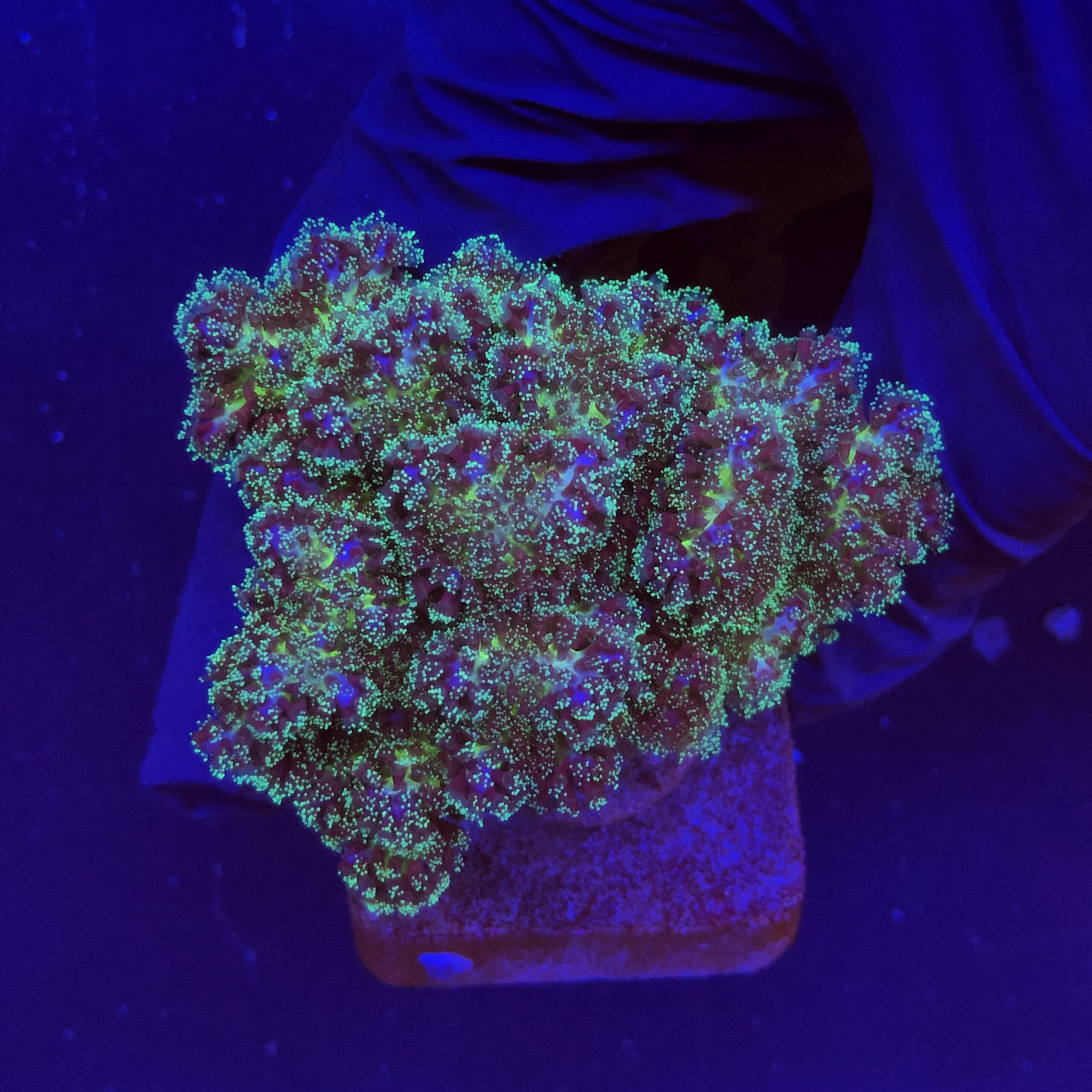 Pocillopora Purple M
