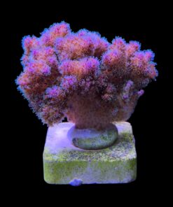 Alternative view of Pocillopora Purple M