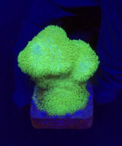 Pocillopora Yellow Green M