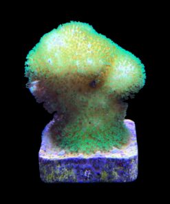 Alternative view of Pocillopora Yellow Green M