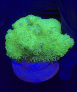 Pocillopora Yellow Green G