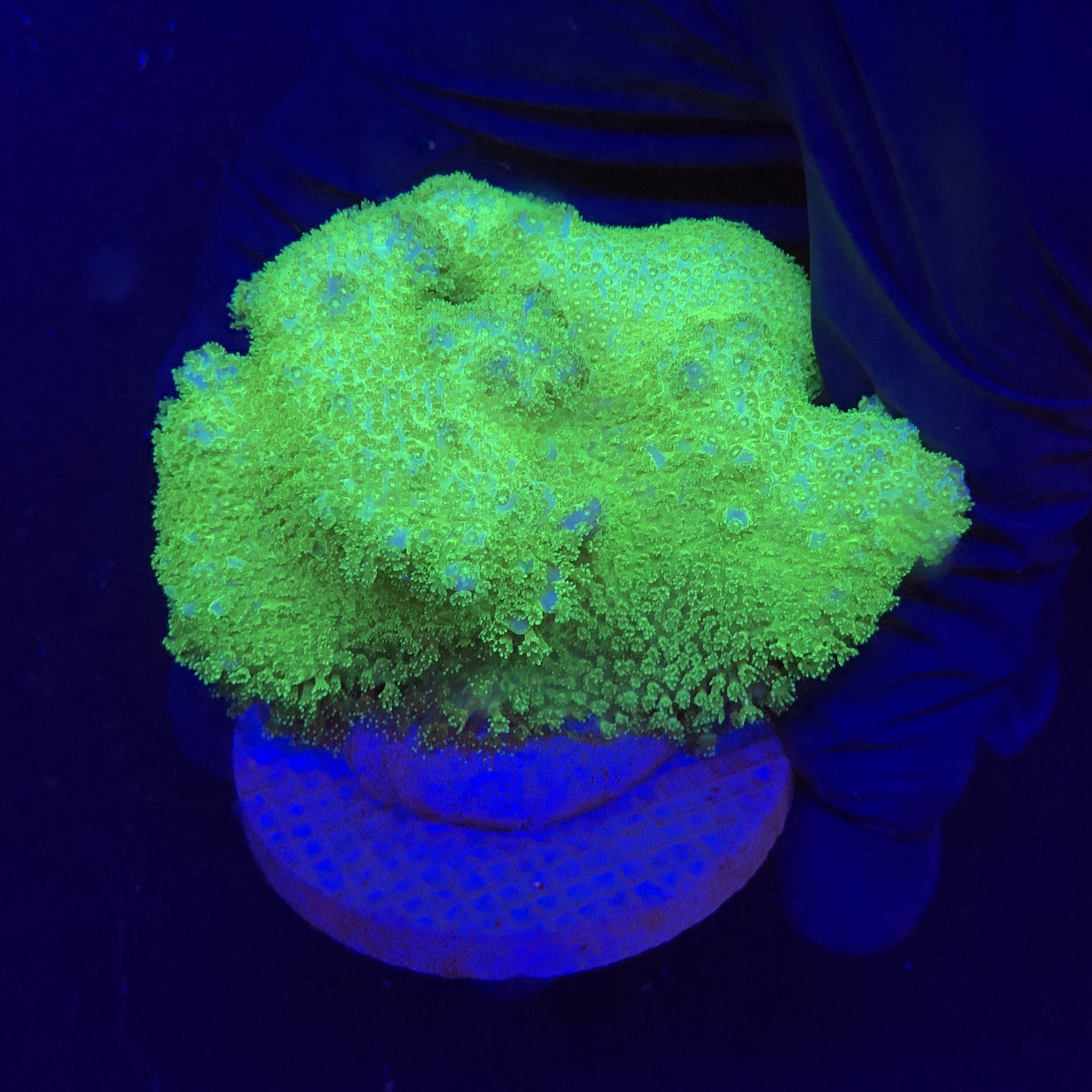 Pocillopora Yellow Green G