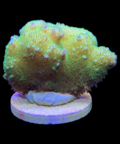 Alternative view of Pocillopora Yellow Green G