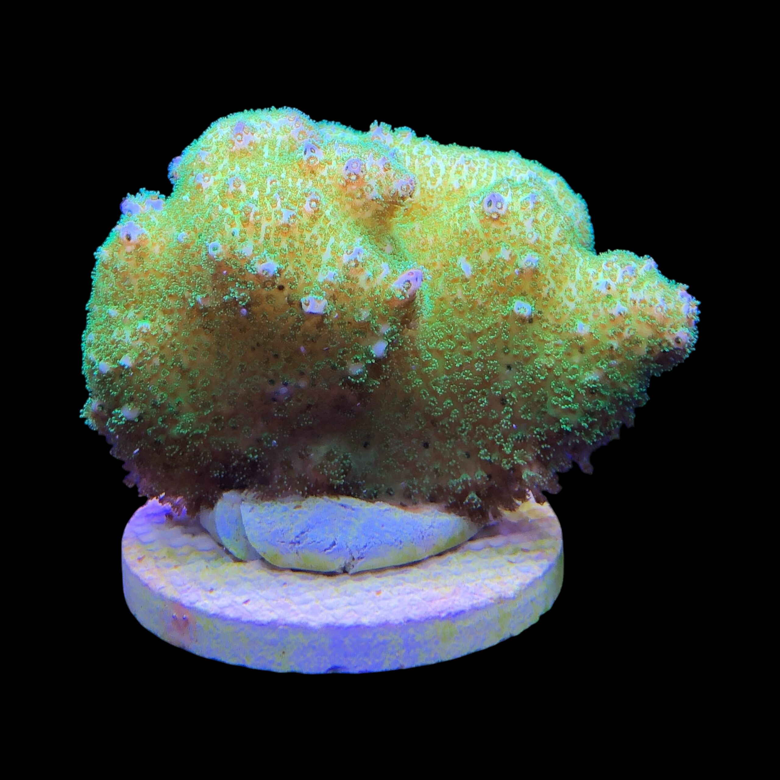 Pocillopora Yellow Green G - Imagem 2