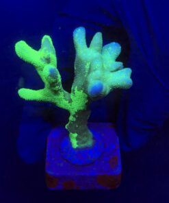 Psamocora Green M