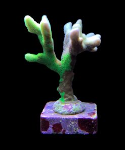 Alternative view of Psamocora Green M
