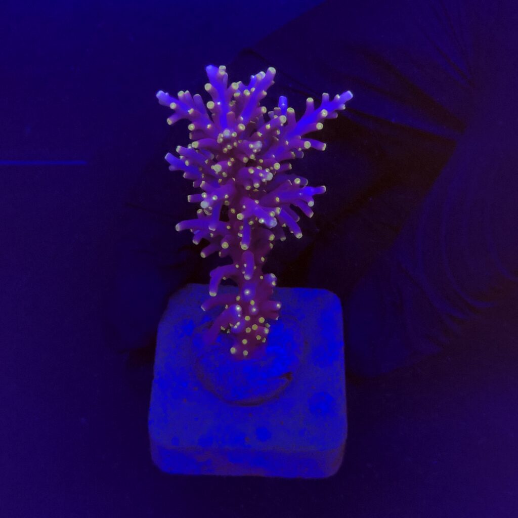 Ocyan