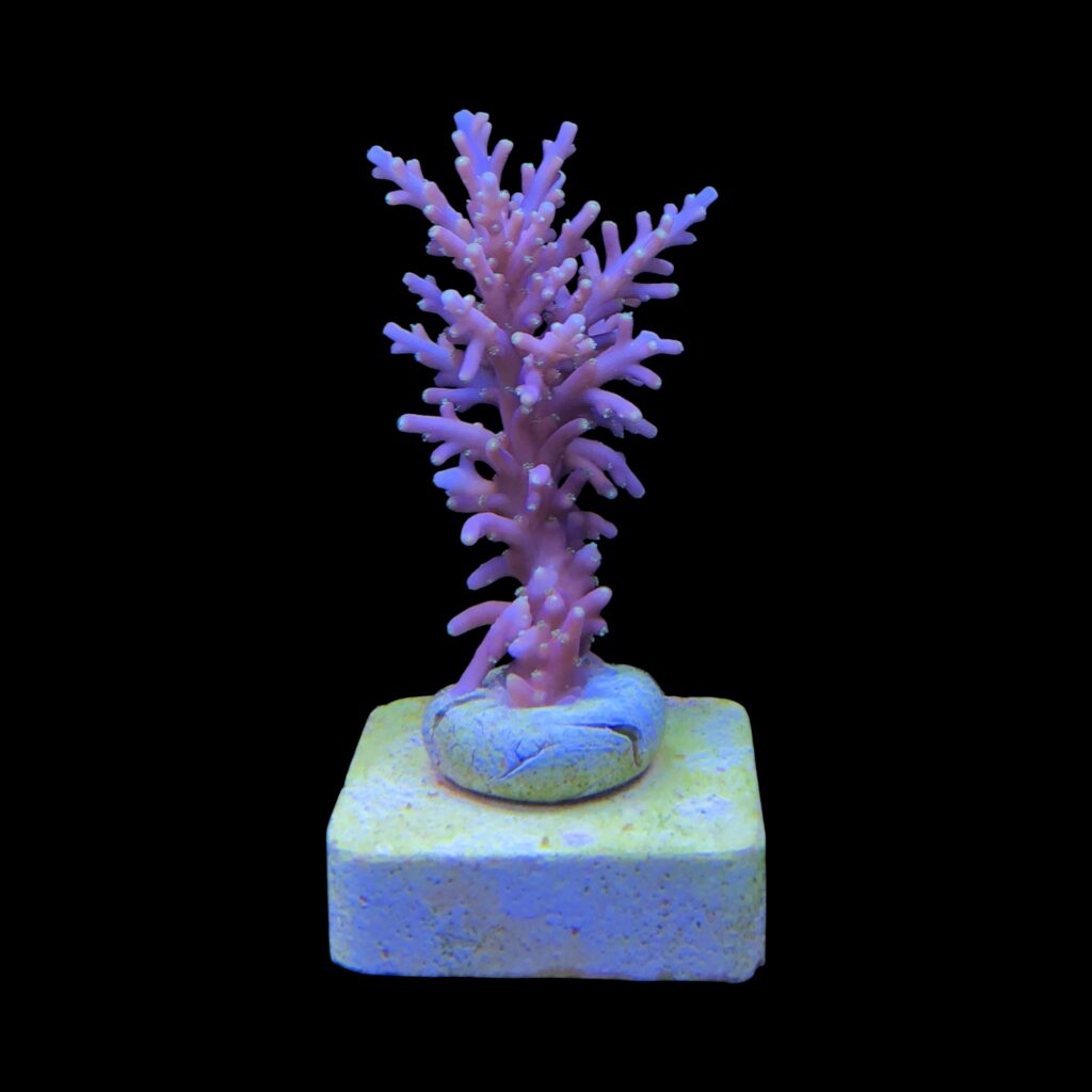 Ocyan