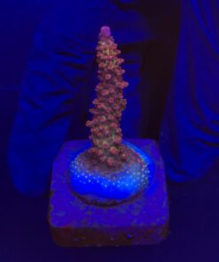 Red Robin Staghorn M