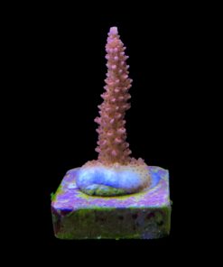 Alternative view of Red Robin Staghorn M