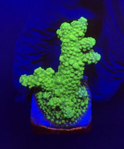 Salmoensis Green M