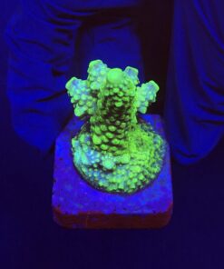 Salmoensis Green M