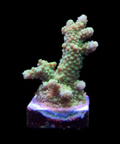 Alternative view of Salmoensis Green M