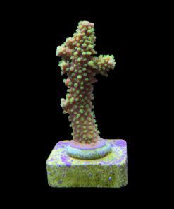 Alternative view of Salmoensis Green M