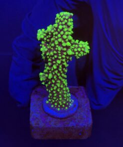Salmoensis Green M