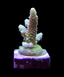 Alternative view of Salmoensis Green M