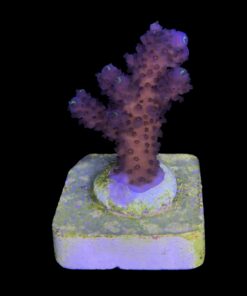 Alternative view of Salmoensis Purple M