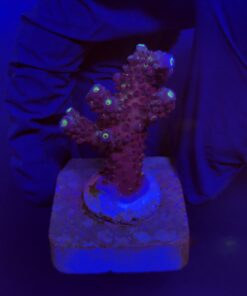 Salmoensis Purple M