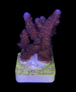 Alternative view of Salmoensis Purple M